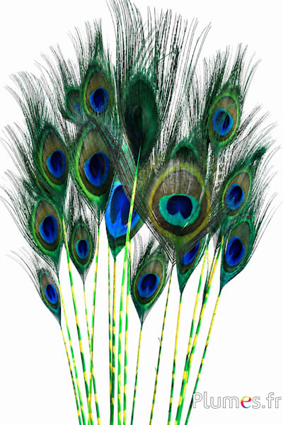 Pauw blauw - Peacock Duo - 13-18 cm - smaragdgroen-geel